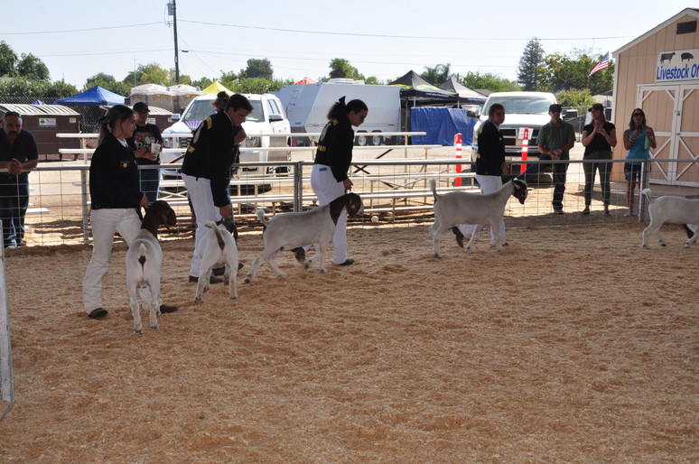 students walking in a line with lambs