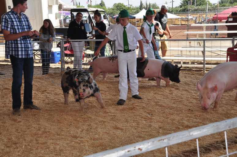 student holding onto pig